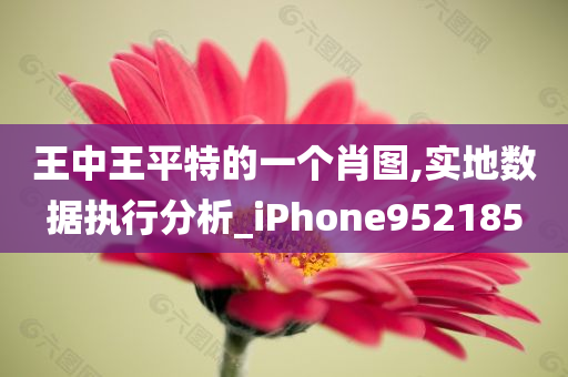 王中王平特的一个肖图,实地数据执行分析_iPhone952185